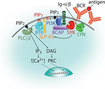 Reining in BTK: Interdomain Interactions and Their Importance in the Regulatory Control of BTK